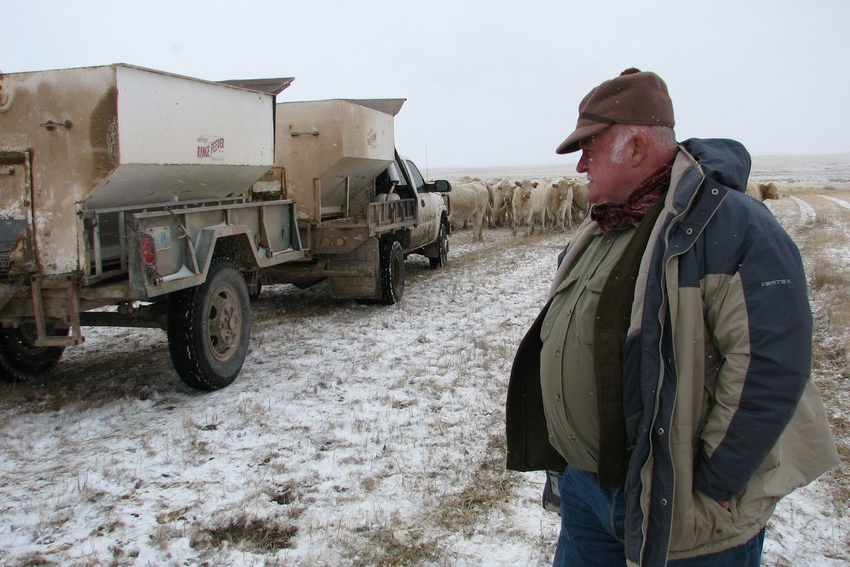 Tom Wright watches as cattle feed on alfalfa cubes on his ranch near Newcastle, Wyo., earlier this month. Associated Press photos (Associated Press photos)