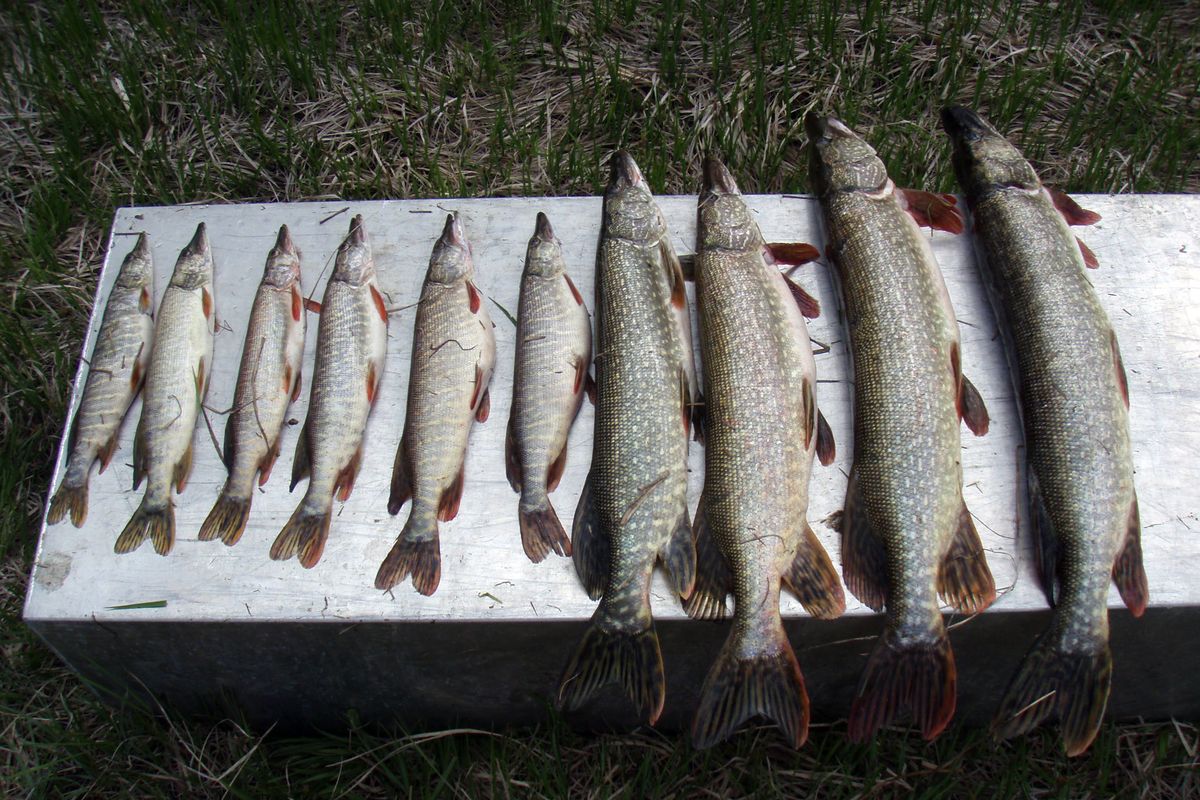A single gillnet set by Kalispell Tribe fisheries researchers on the Pend Oreille caught this assortment of northern pike in 2009, indicating the fish were plentiful and spread through a range of age classes. Even higher densities of fish were caught during sampling in May.Photo by Jason Connor (Photo by Jason Connor)