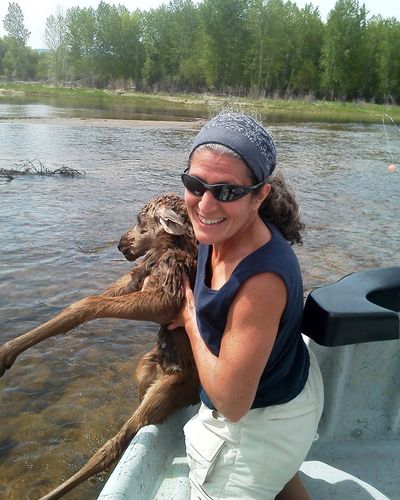Karen Sciascia holds a baby moose she rescued Saturday. (Associated Press)