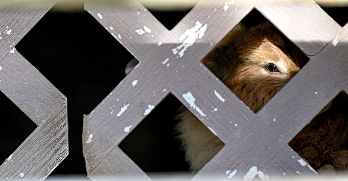 A rabbit peers through the lattice from underneath a porch at East Queen Avenue on Friday in Spokane. The neighborhood is split between folks who like the rabbits and some who think they’re a nuisance.  (Kathy Plonka/The Spokesman-Review)