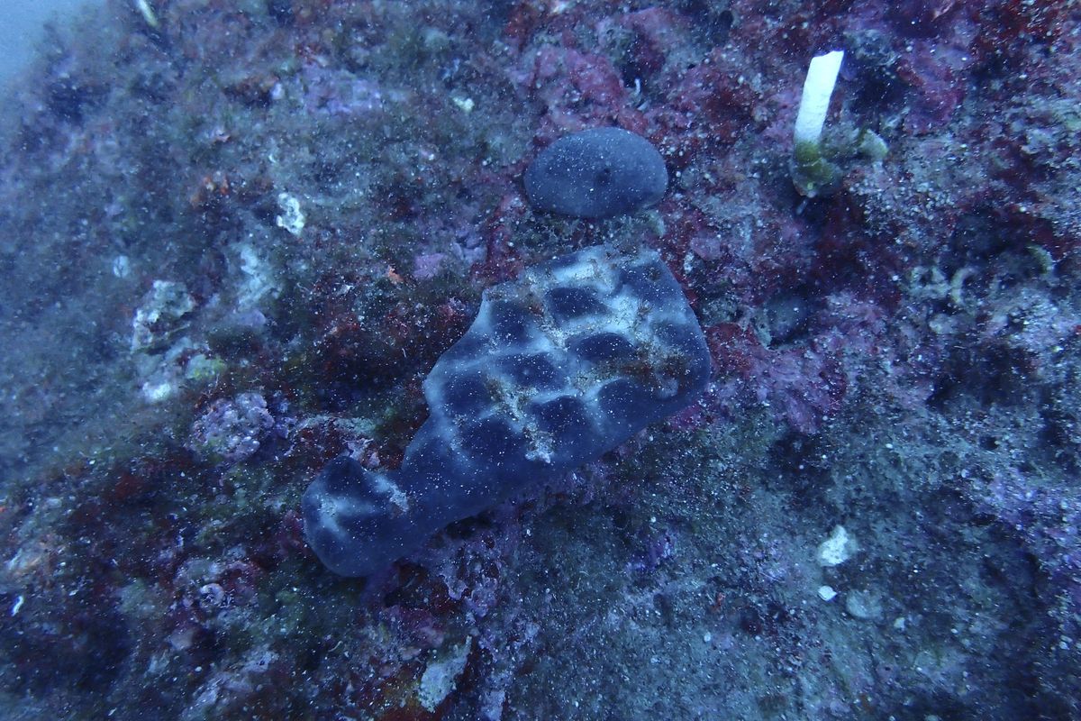 Cleaning the seabed: Divers halt the carnage of 'ghost' nets