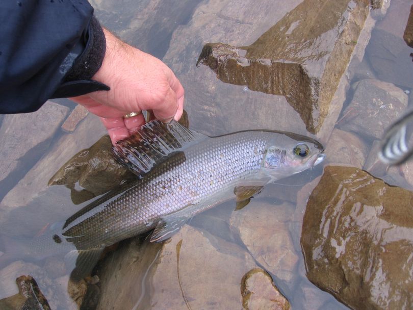 Arctic grayling, like this one caught and released in Fuse Lake near Hamilton, Mont., have a characteristic dorsal 