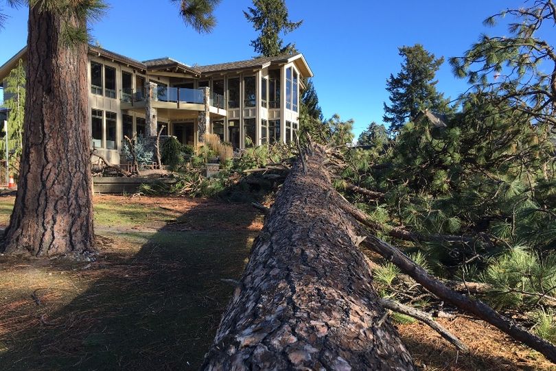 Two large trees fell within inches of the large front window panes of a pricey house on West Lakeshore Drive in the Fort Grounds area, as a result of Wind Storm 2015 Tuesday. Some 5 to 8 large trees fell in the North Idaho College area Tuesday (Scott Maben / Spokesman-Review)