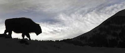 Bison, the largest mammal native to North America, was nearly wiped out in the 1800s. Associated Press (File Associated Press / The Spokesman-Review)