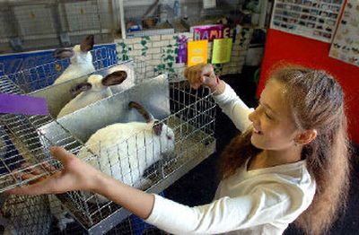 
Christine Gisel, 11, opens the cage of her three grand champion rabbits. 
 (Jesse Tinsley / The Spokesman-Review)