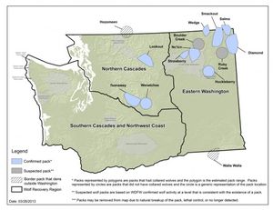 A new wolf pack near Wenatchee was confirmed in the third week of March 2013, bringing the number of confirmed packs in the state to 10. (Washington Fish and Wildlife Department)