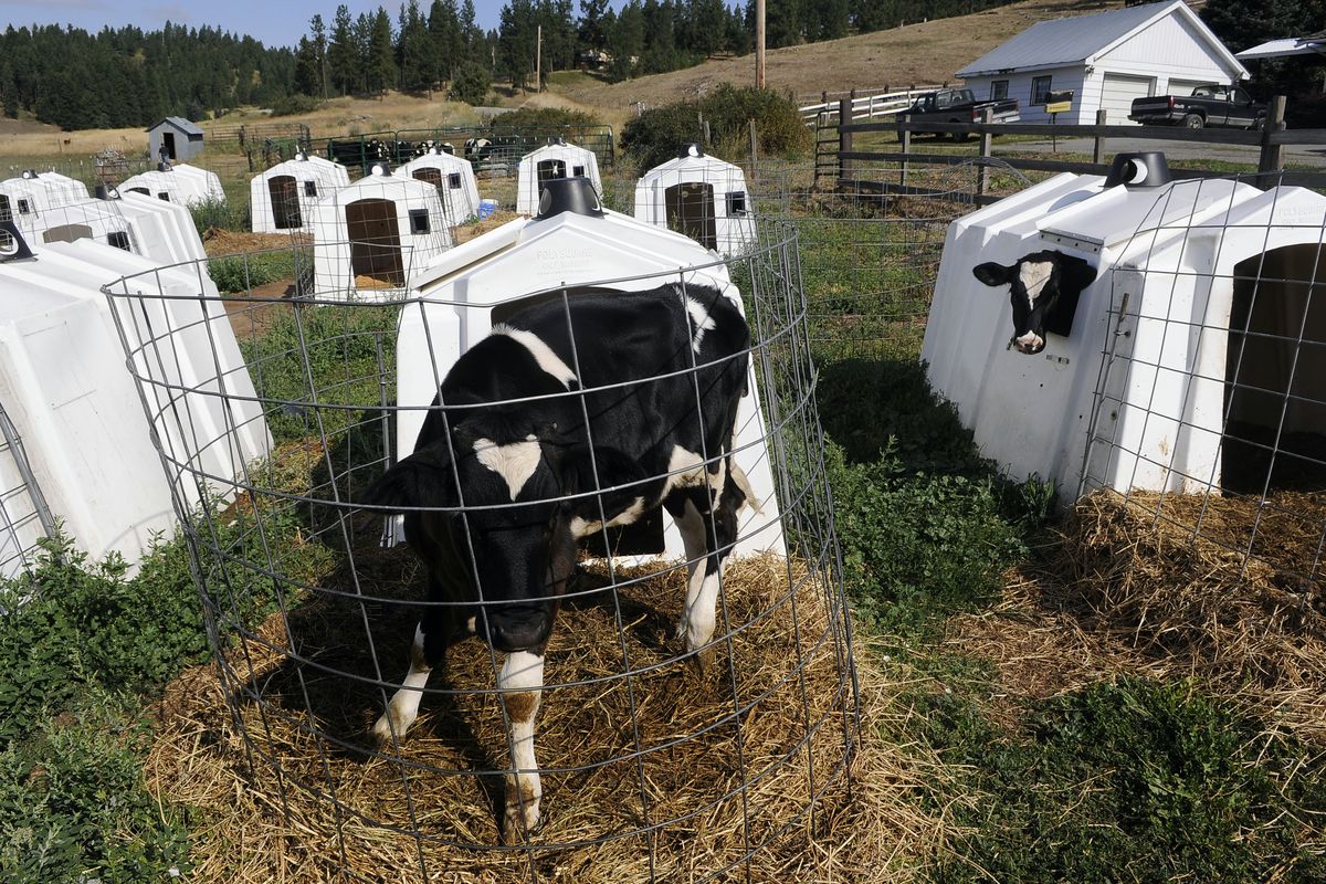 The dairy’s hutches were once full of calves. Bob Courchaine started the operation in the 1940s. (Dan Pelle / The Spokesman-Review)