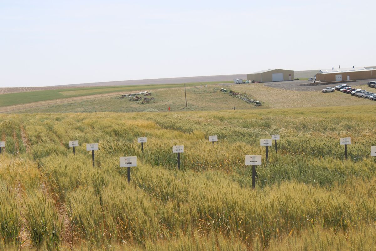 Farmers and experts came together for the 107th annual Field Day on Thursday, June 12, 2025. The program included the latest research on new grain varieties and crop rotations. (Monica Carillo-Casas/The Spokesman-Review)
