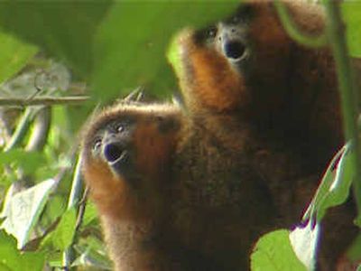 
 Members of the newly discovered species of titi monkeys had no say in being named after a casino. 
 (File/Associated Press / The Spokesman-Review)