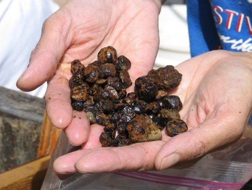 A handful of garnets in the field. (U.S. Forest Service)
