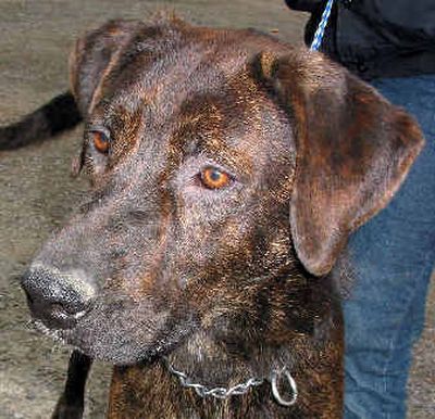 
Pet of the week, Cygnus, a brindle hound. Photo by Marian Wilson, correspondent
 (Marian Wilson/Handle Extra / The Spokesman-Review)