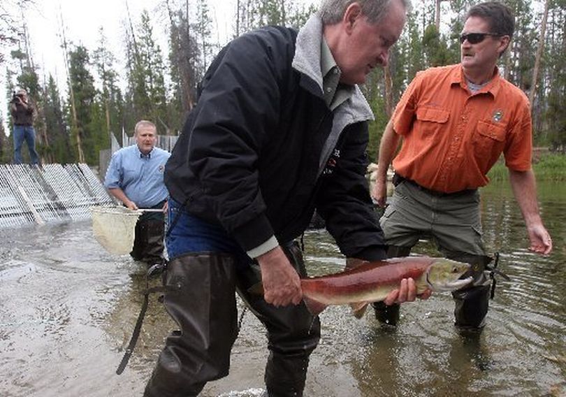 U.S. Sen. Mike Crapo along with Kurtis Plaster, from Idaho Fish and Game released the first sockeye salmon into Redfish Lake Creek in Aug. 2010 as part of a celebration marking the species' record upstream returns.
 (Idaho Statesman)