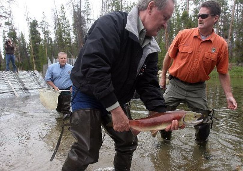 U.S. Sen. Mike Crapo along with Kurtis Plaster, from Idaho Fish and Game released the first sockeye salmon into Redfish Lake Creek in Aug. 2010 as part of a celebration marking the species' record upstream returns.
 (Idaho Statesman)