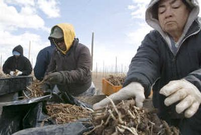 
Carman Acvedo, right, and Claudia Dodenes, center, separate bundles of hop plants, getting them ready for the workers who will plant them at Black Star Ranch in Moxee, Wash. The ranch is expanding this year, adding acreage in response to the increase in the price of hops. Associated Press
 (Associated Press / The Spokesman-Review)