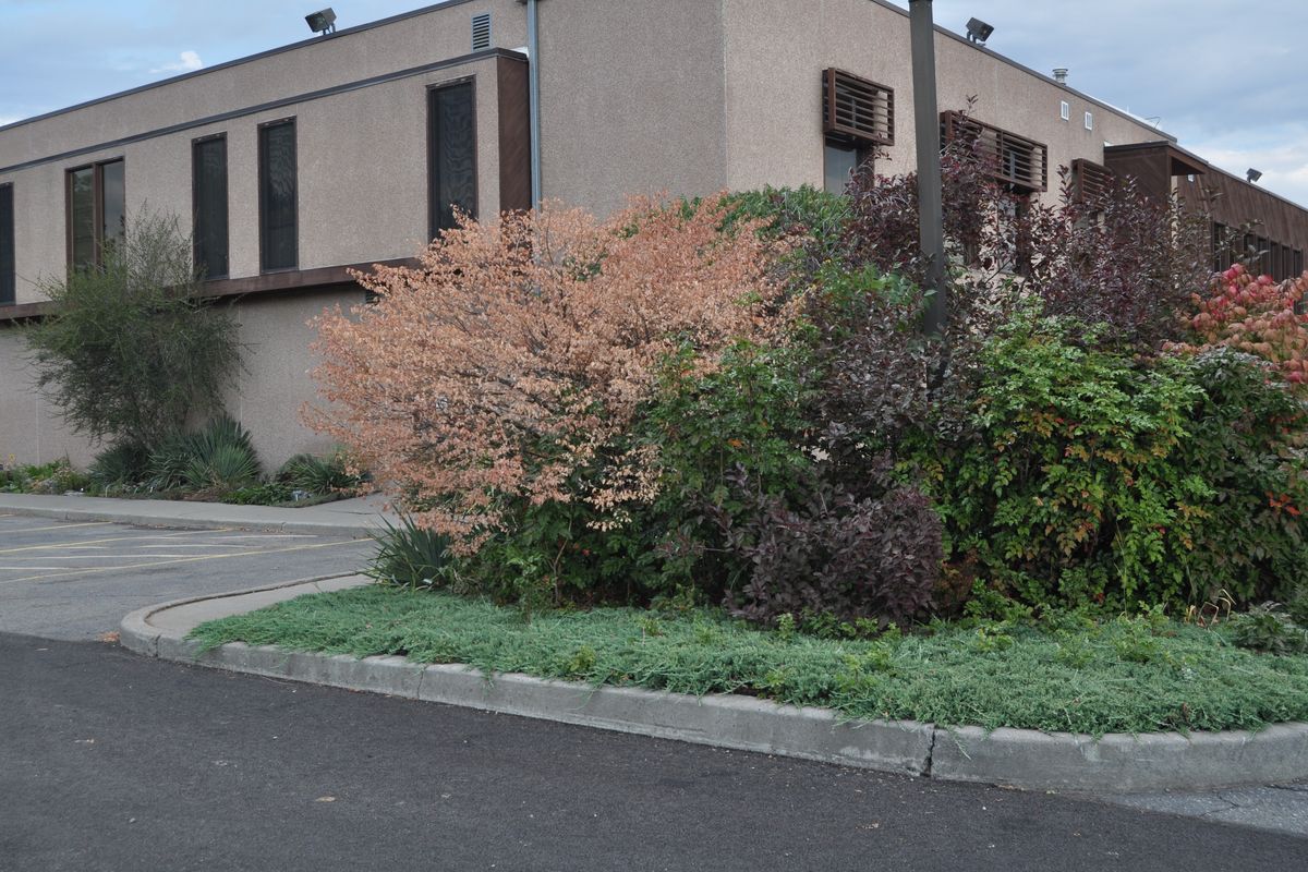 This large burning bush has grown at the WSU Extension Office for decades. An unknown disease or condition killed it earlier this summer. WSU Master Gardeners are trying to determine the cause. (Pat Munts)