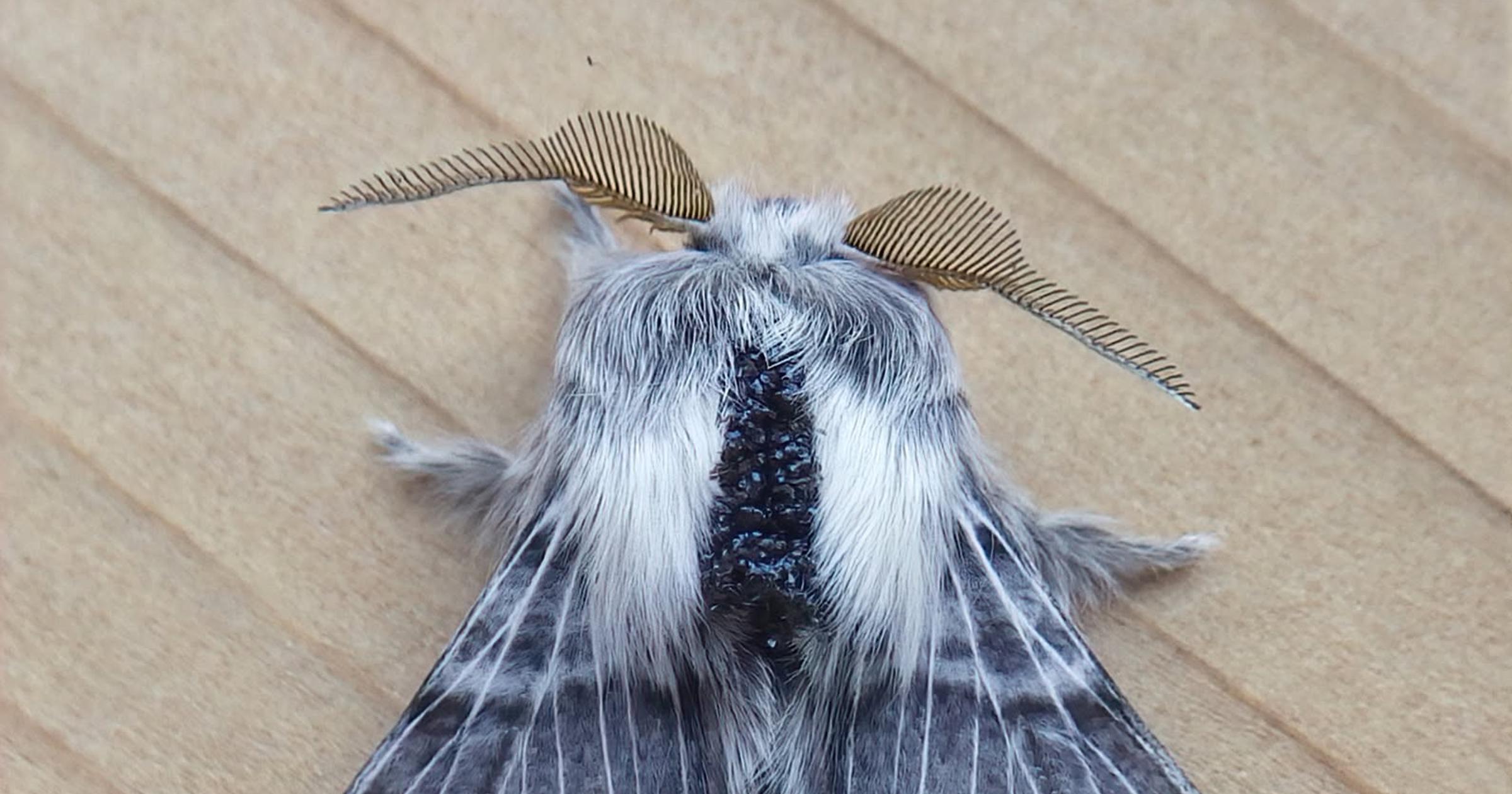 Cool Critters: A wizard-like moth called fuzzy butt – yes, really