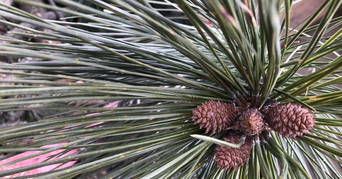 Ask Dr. Universe: How do tiny seeds make huge trees?