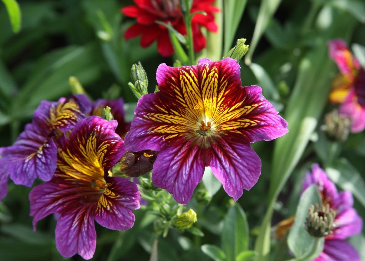 In the Garden With Susan Bringing flowers to your vegetable garden helps all the things grow
