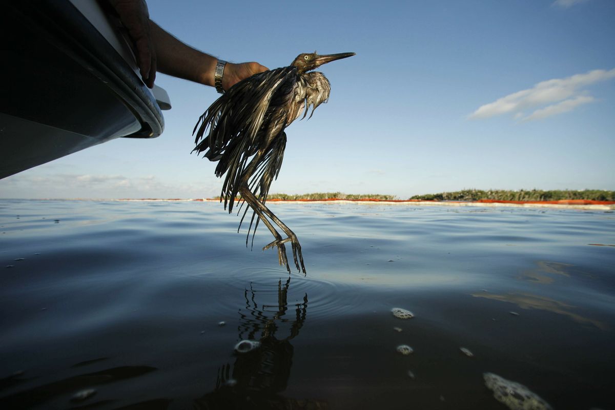 FILE - In this June 26, 2010 file photo, Plaquemines Parish Coastal Zone Director P.J. Hahn rescues a heavily oiled bird from the waters of Barataria Bay, La.. The Biden administration is proposing to revoke a rule imposed under former President Donald Trump that weakened the government