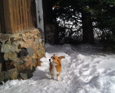 This photo, released by Natasha Baydakova on Wednesday, shows a Welsh corgi dog named Ole that showed up at a Cooke City motel four days after the dog and its owner were swept up in an avalanche. The dog’s owner died. The dog returned to this motel where they had been staying before going back country skiing. (AP/Natasha Baydakova)