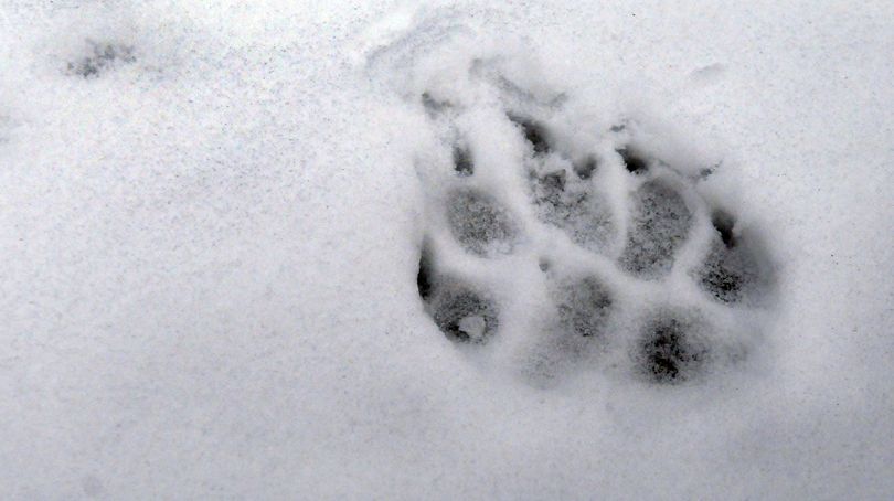 This track was left, apparently by a wolf, near the carcass of an elk in Avery, Idaho.