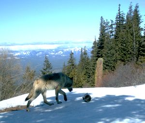 A wolf photographed by a trail camera on at 8:58 a.m. on April 30, 2011, by Western Transportation Institute.  In July, the Washington Fish and Wildlife Department said DNA evidence confirmed that a fourth documented wolf pack had been confirmed in Washington. A radio-collared wolf helped them peg the pack in Kittitas County. It's been called the Teanaway Pack. (Western Transportation Institute)