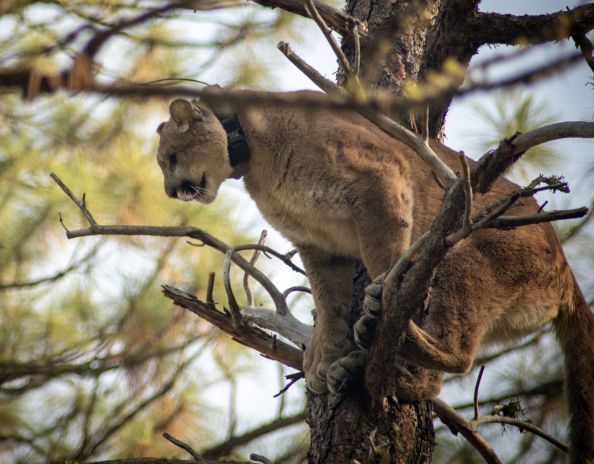 A cougar is cornered on a tree in Riverside State Park on Oct. 31. Officials were planning to change the batteries in the animal’s radio collar and doing other research.  (Michael Wright/THE SPOKESMAN-REVIEW)
