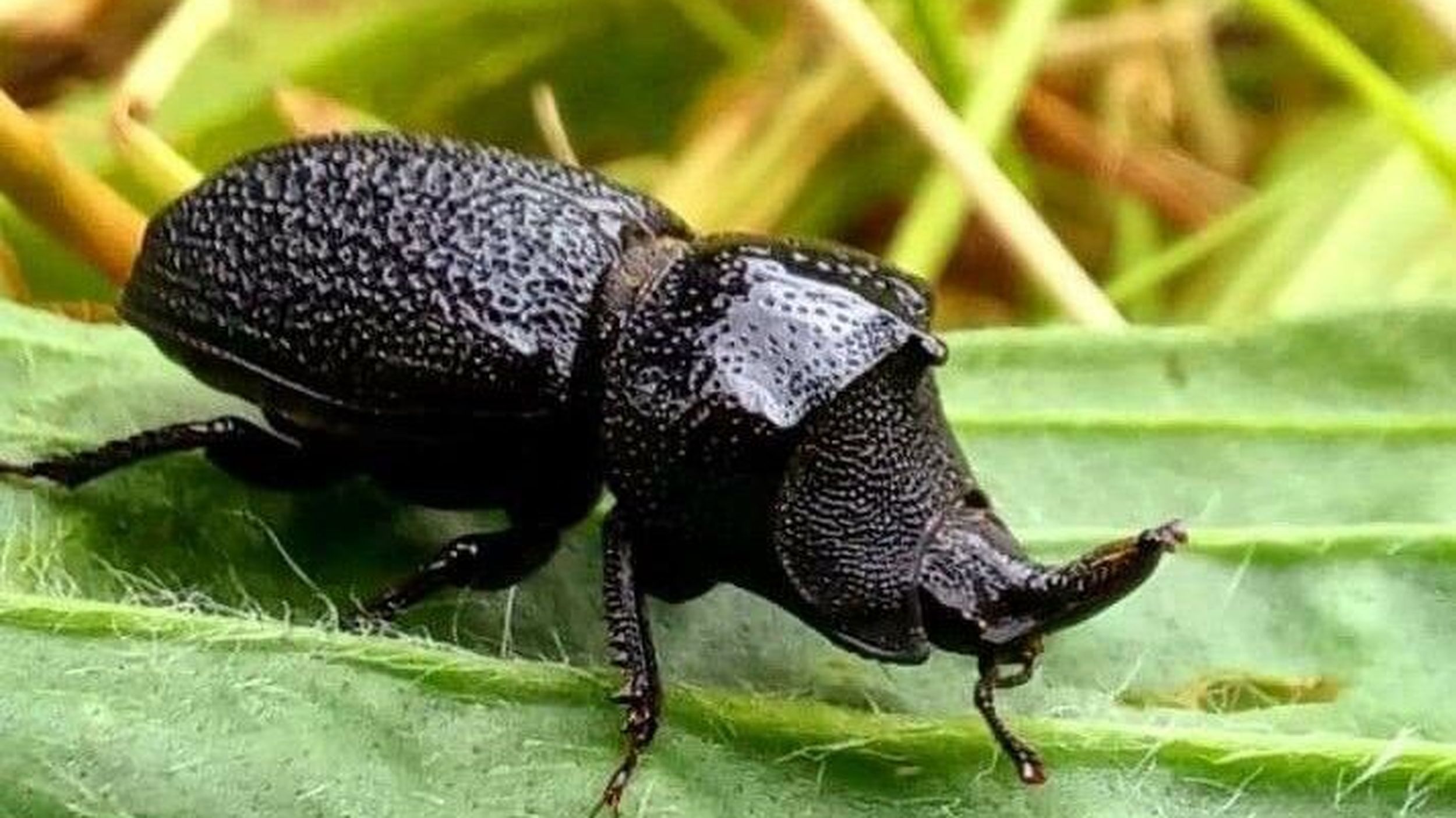 Bugging the Northwest: Meet the beetle that's 'not a problem insect'  despite its rhinoceros-looking horn