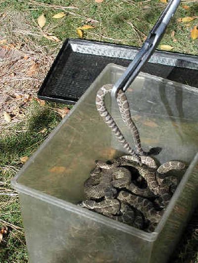 
Rattlesnakes await release near Winthrop in a study to see if the snakes can survive relocation to dens where they are less likely to conflict with humans.
 (Associated Press / The Spokesman-Review)