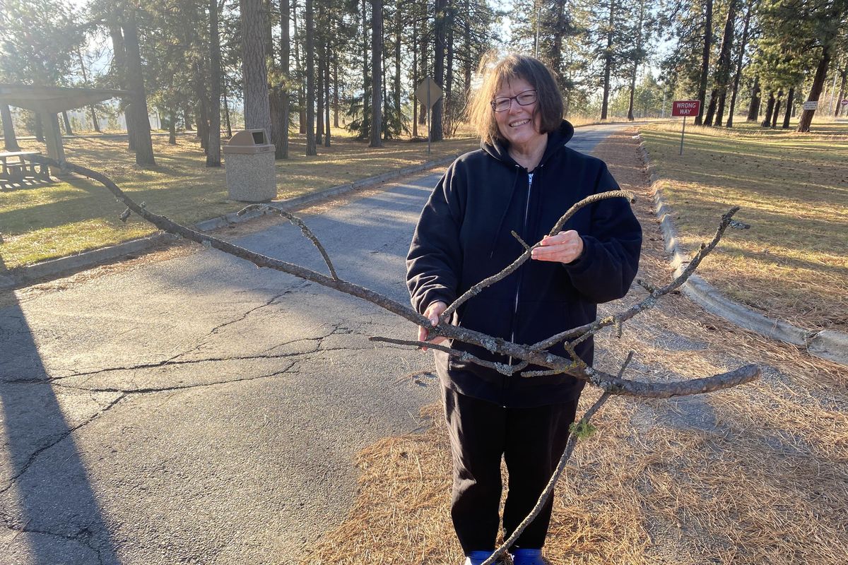 Post Falls resident Sunni Everage, 66, gathered fallen tree branches and pine cones for holiday decorations at an I-90 rest stop on Sunday, Nov. 24, 2019. (Jared Brown, SR)