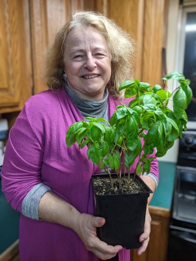 Barb Davisson of Spokane has been growing this basil plant in her south-facing kitchen window all winter. Basil loves warm weather and is very sensitive to the cold temperatures we are getting this spring. It is best planted out no earlier than mid- to late June when the air is in the 70-degree temperatures and the soil in the 60s.  (Pat Munts/For The Spokesman-Review)