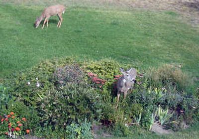 
Even though white-tailed deer are frequent visitors to many area gardens, there are several ways to make your garden less attractive to them. Special to 
 (SUSAN MULVIHILL Special to / The Spokesman-Review)