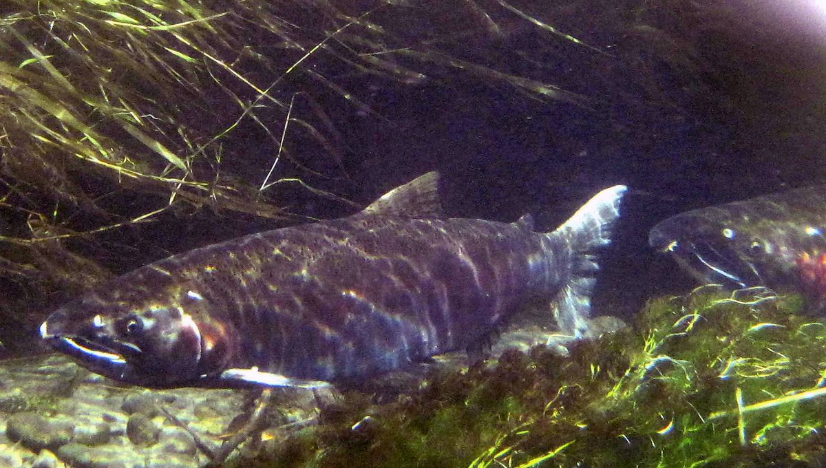 Tire dust killing coho salmon returning to Puget Sound, new research