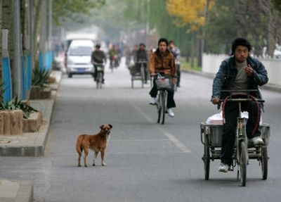 
A dog searches for two women after they abandoned it  in a bicycle lane in Beijing today.  The abandonment came as city authorities imposed a strict clampdown on dogs in the Chinese capital. 
 (Associated Press / The Spokesman-Review)