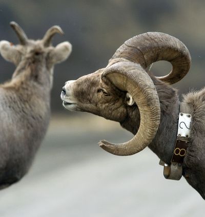 Bighorn sheep are putting on a show along the Snake. STEVE HANKS Lewiston Tribune (STEVE HANKS Lewiston Tribune / The Spokesman-Review)