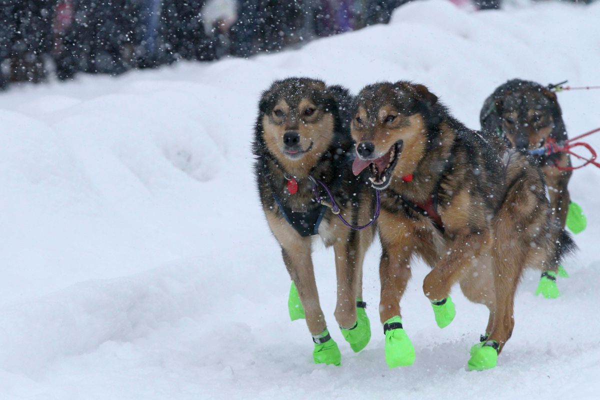 Sled dogs on the team of musher Ryan Redington run through newly fallen snow in downtown Anchorage, Alaska, on Saturday.  (Mark Thiessen)