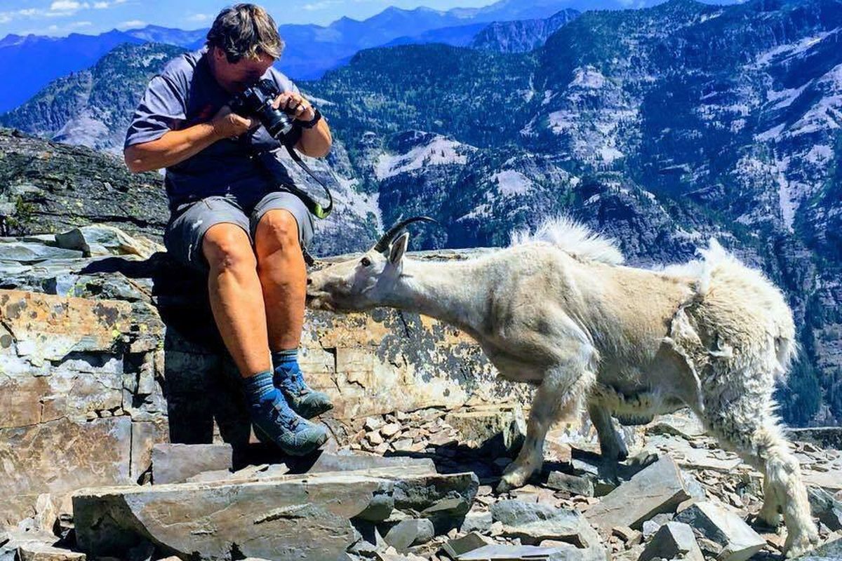 A hiker allows a mountain goat to lick sweat off her leg on the summit of Scotchman Peak northeast of Clark Fork, Idaho.   Allowing wildlife to become comfortable approaching  humans could result in aggressive behavior that forces the lethal removal of an animal, Idaho Fish and Game Department officials say.
 (From Facebook, with permission)