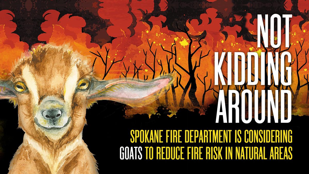 goat-meal-spokane-could-deploy-goats-to-tame-wildfire-fuel-the