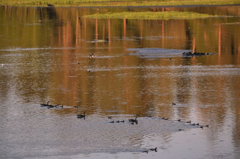 Many species of waterfowl were feeding and rearing their young on the wetlands Ducks Unlimited has restored on the former pasture land at the Slavin Conservation Area. (Rich Landers)