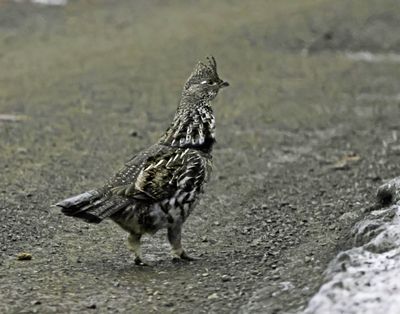 A ruffed grouse saunters down the road at Turnbull National Wildlife Refuge outside of Cheney in this photo by Jerry Rolwes. Ruffed grouse are a relatively rare sight at the refuge.  (Courtesy of Jerry Rolwes)