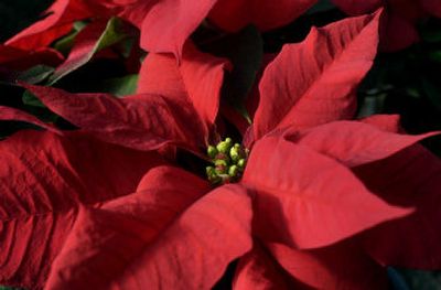 
Poinsettias provide colorful foliage this time of year.
 (File/ / The Spokesman-Review)