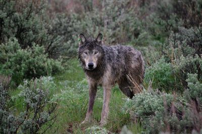 This wolf was captured, radio-collared and released Sunday in a joint effort by U.S. Fish and Wildlife Service and Oregon Department of Fish and Wildlife. The 87-pound male is about 2 years old.  (Associated Press / The Spokesman-Review)