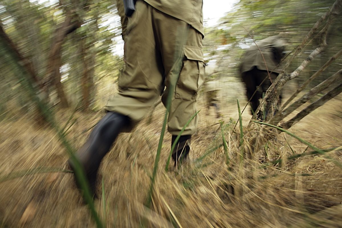Park rangers duck to avoid thorny acacia branches as they go on a bush foot patrol after dawn in Akagera National Park, eastern Rwanda. (Associated Press)