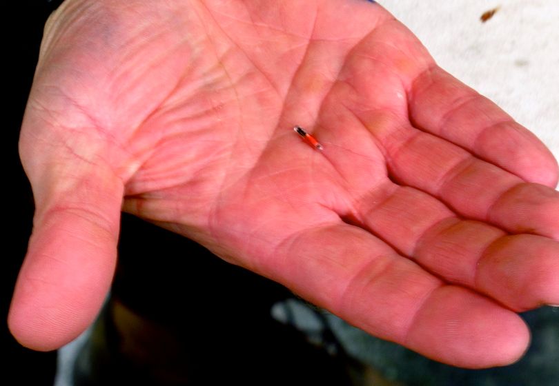This PIT (passive integrated transponder) tag is a tiny “pin” placed inside fish, which transmits information on how far they travel, how fast, etc. 

 (Tess McBride / U.S. Fish and Wildlife Service)