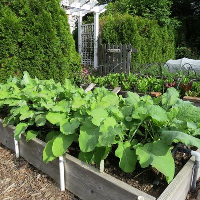 Each growing season offers gardeners a fresh start and the opportunity to improve upon the previous year’s garden.  (Susan Mulvihill/For The Spokesman-Review)