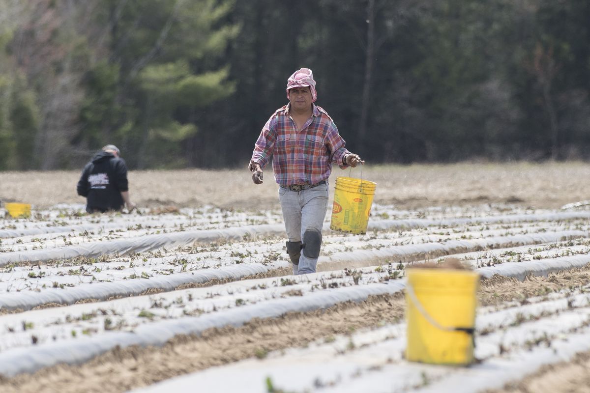 FILE - In this May 6, 2020, file photo, a temporary worker from Mexico plants strawberries on a farm in Mirabel, Quebec as the COVID-19 pandemic continues in Canada and around the world. The coronavirus pandemic has brought hard times for many farmers and has imperiled food security for many millions both in the cities and the countryside.  (Graham Hughes)