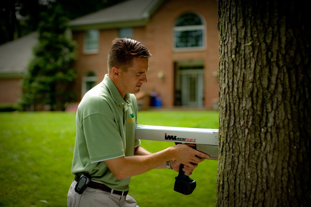 An arborist uses a resistograph to detect tree decay, which can help determine a tree’s stability.