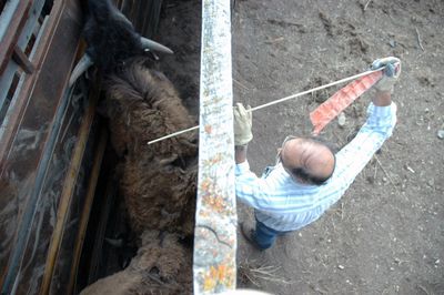In this June 25, 2008, file photo, Jack Rhyan uses a flag to help move a bison through a chute to be tested for brucellosis at the Corwin Springs bison research facility near Gardiner, Mont.  (File Associated Press / The Spokesman-Review)