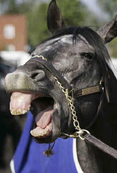 Kentucky Derby winner Giacomo hopes to get the last laugh at Pimlico today.
(Associated Press / The Spokesman-Review)