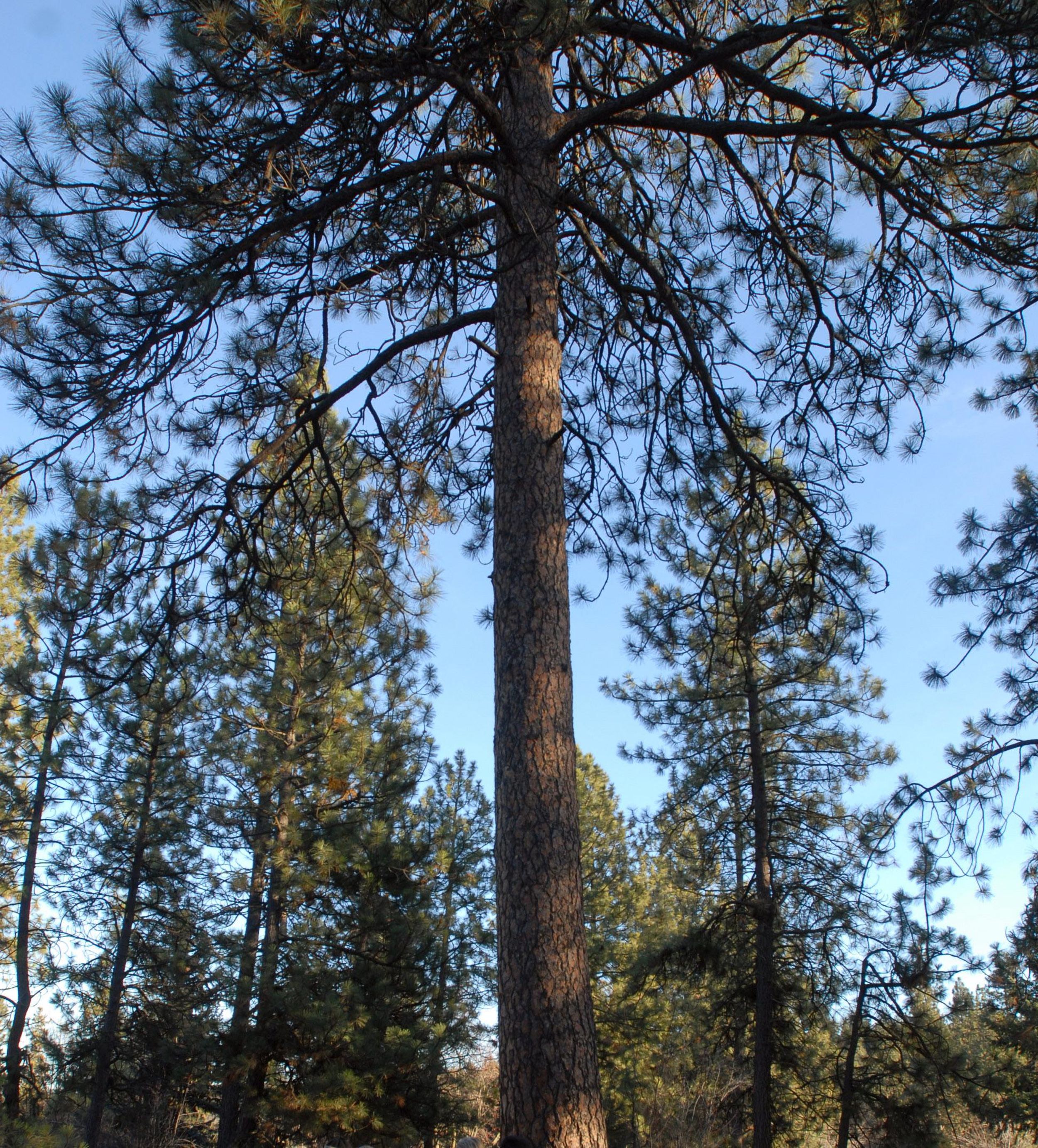 Spokane's most unique and historic trees May 7, 2019 The Spokesman
